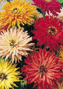 Cactus Flowered Blend - 3651