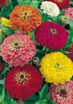Dahlia Flowered Blend - 3653
