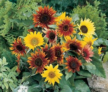 Sunflowers