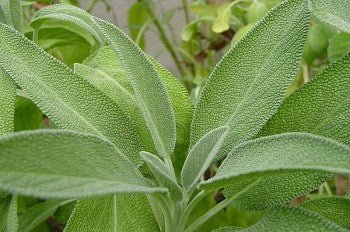 Sage - 3519