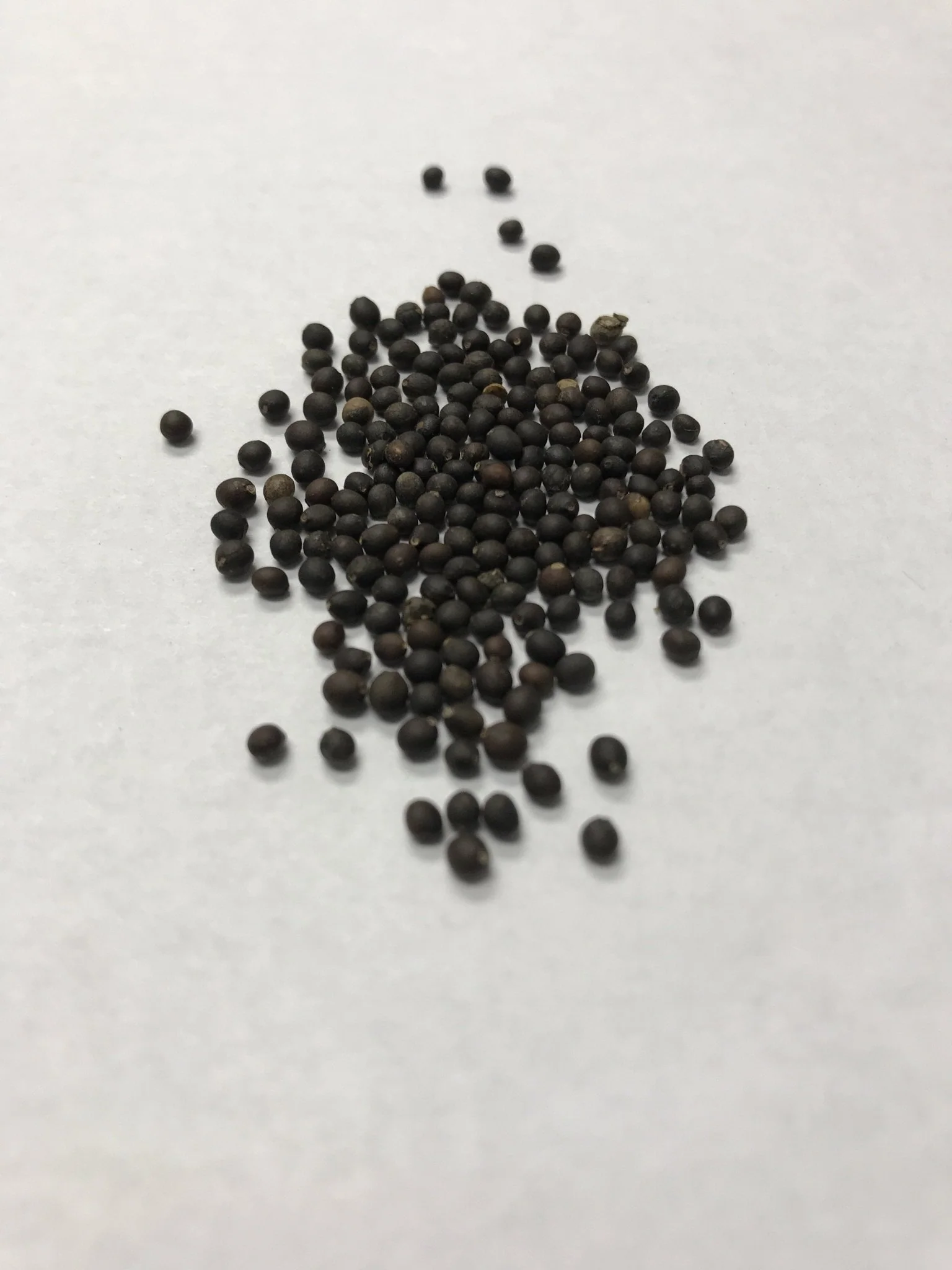 Sage - 3519 - Image 2