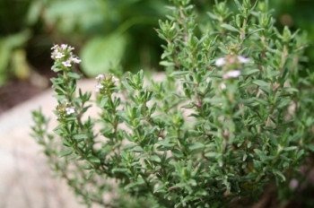 Thyme - 3520