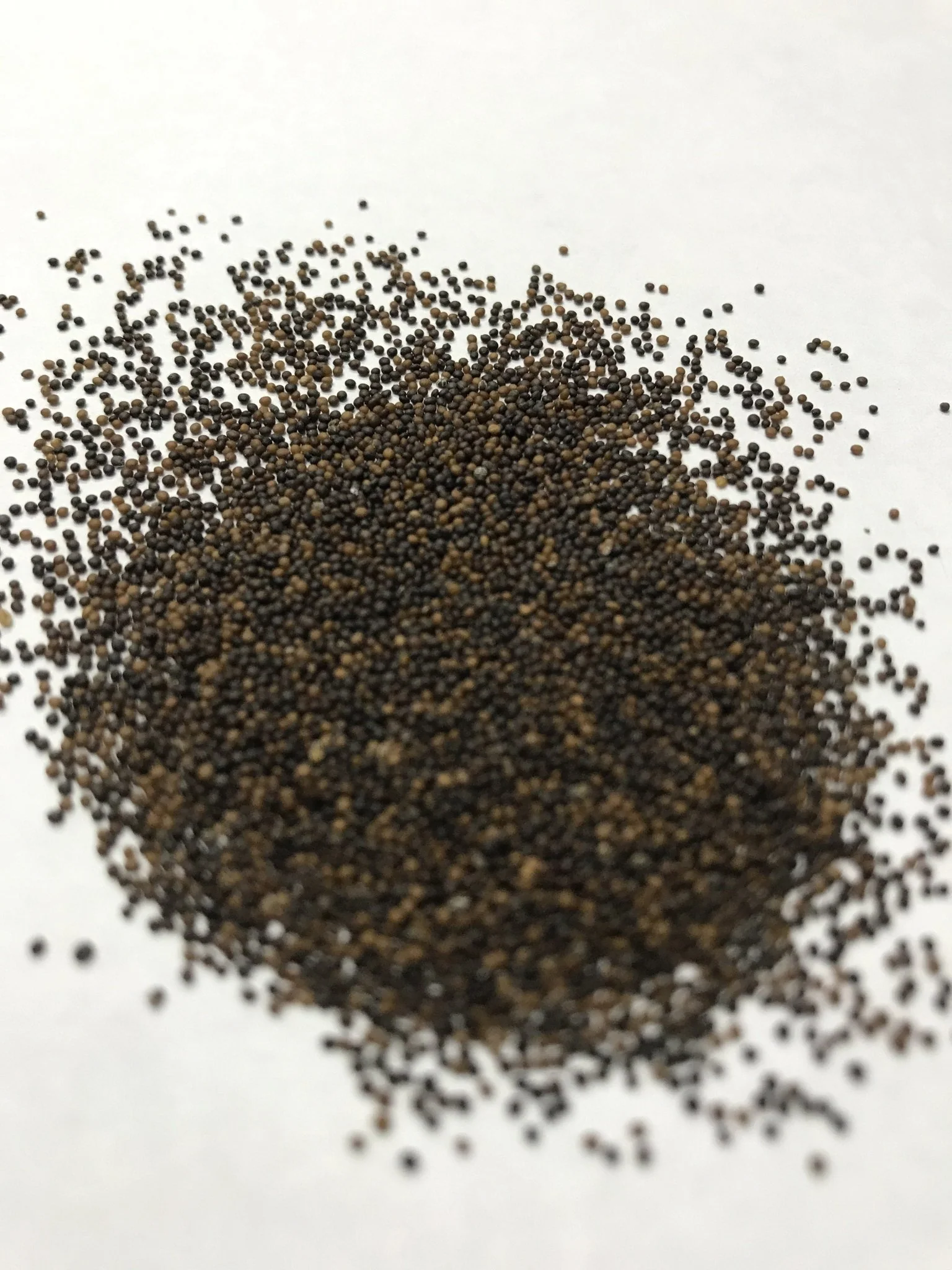 Thyme - 3520 - Image 2